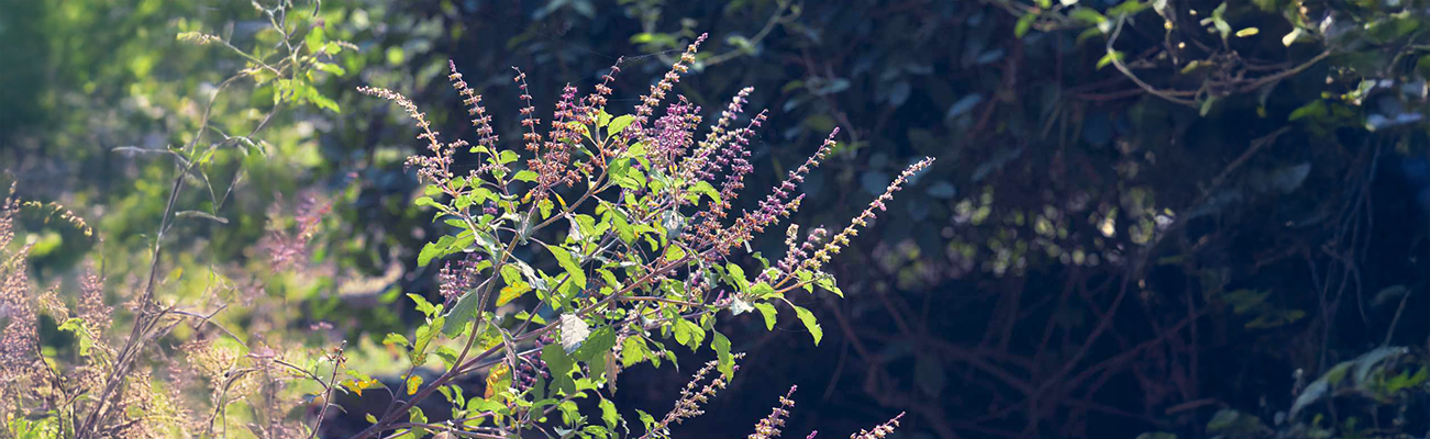 Karkidaka Chikitsa - Monsoon Package -Sukha chikitsa